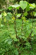 kava-kava